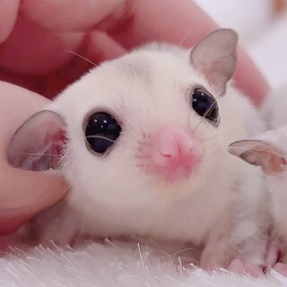 フクロモモンガ プラチナベビー