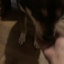 「ガウガウクンなの？？？」サムネイル2