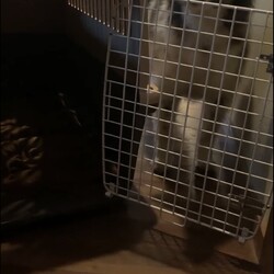 「ガウガウクンなの？？？」サムネイル3