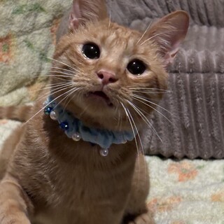 ストーカー猫，虎太