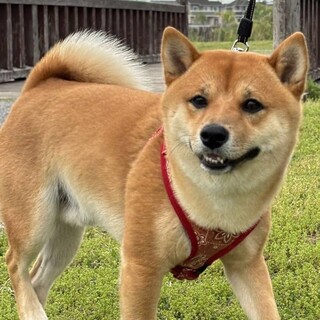 大きめの元気な豆柴です！