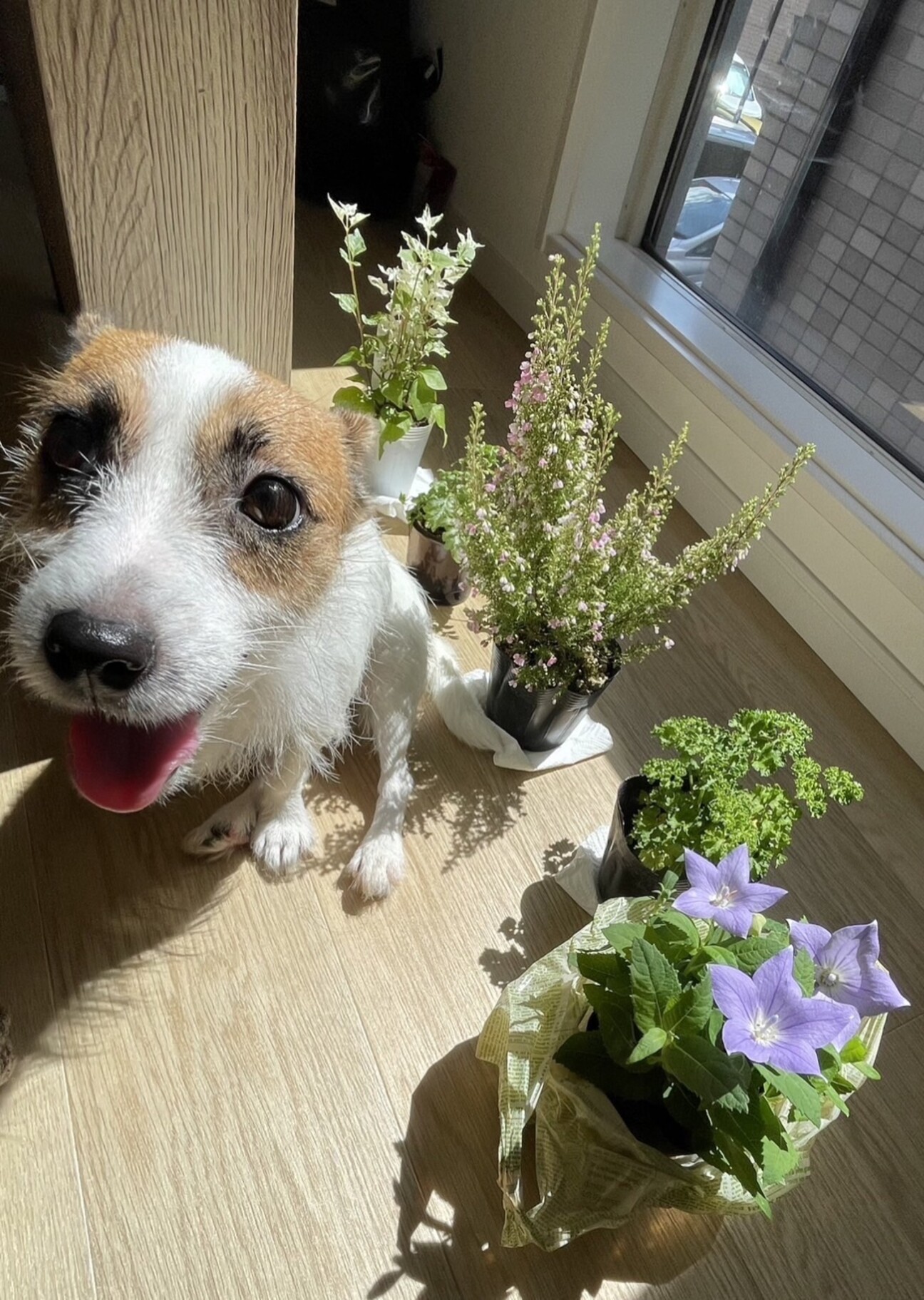 リヤドロ ここが好き 居心地の良い家 犬の親子 リヤドロ ここが好き