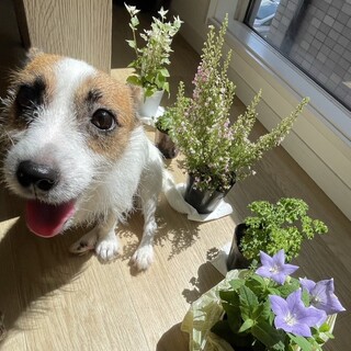 大切にしてくれる家族を探していま