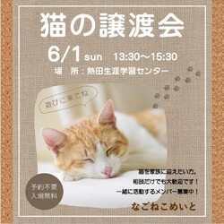 猫の譲渡会　子猫祭り