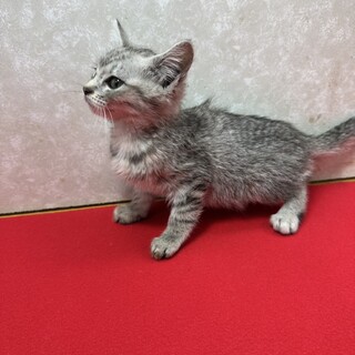 サバトラ4兄妹2か月！甘えて落とす❤凛