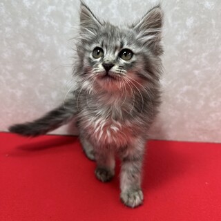 サバトラ4兄妹2か月！特技肉球パンチ❤翠