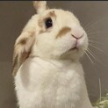 【くるみちゃん】胸キュンキュンな梅っこロップ♪