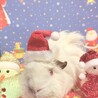 うさパラモルパラ