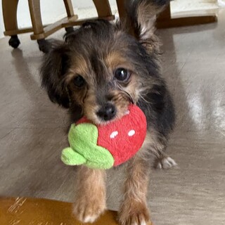 生後3ヶ月チワワミックスのカルシファー君