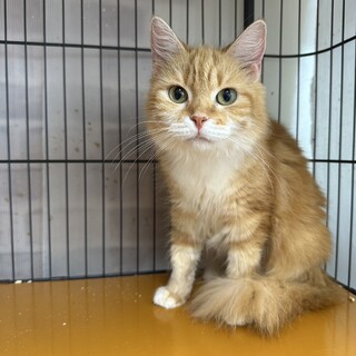 今すぐ連れて帰りたい！愛くるしい甘猫❤ミント