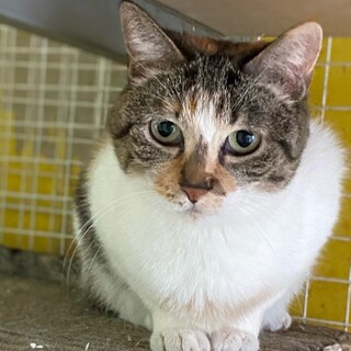 三毛猫の女の子　イリデッサ