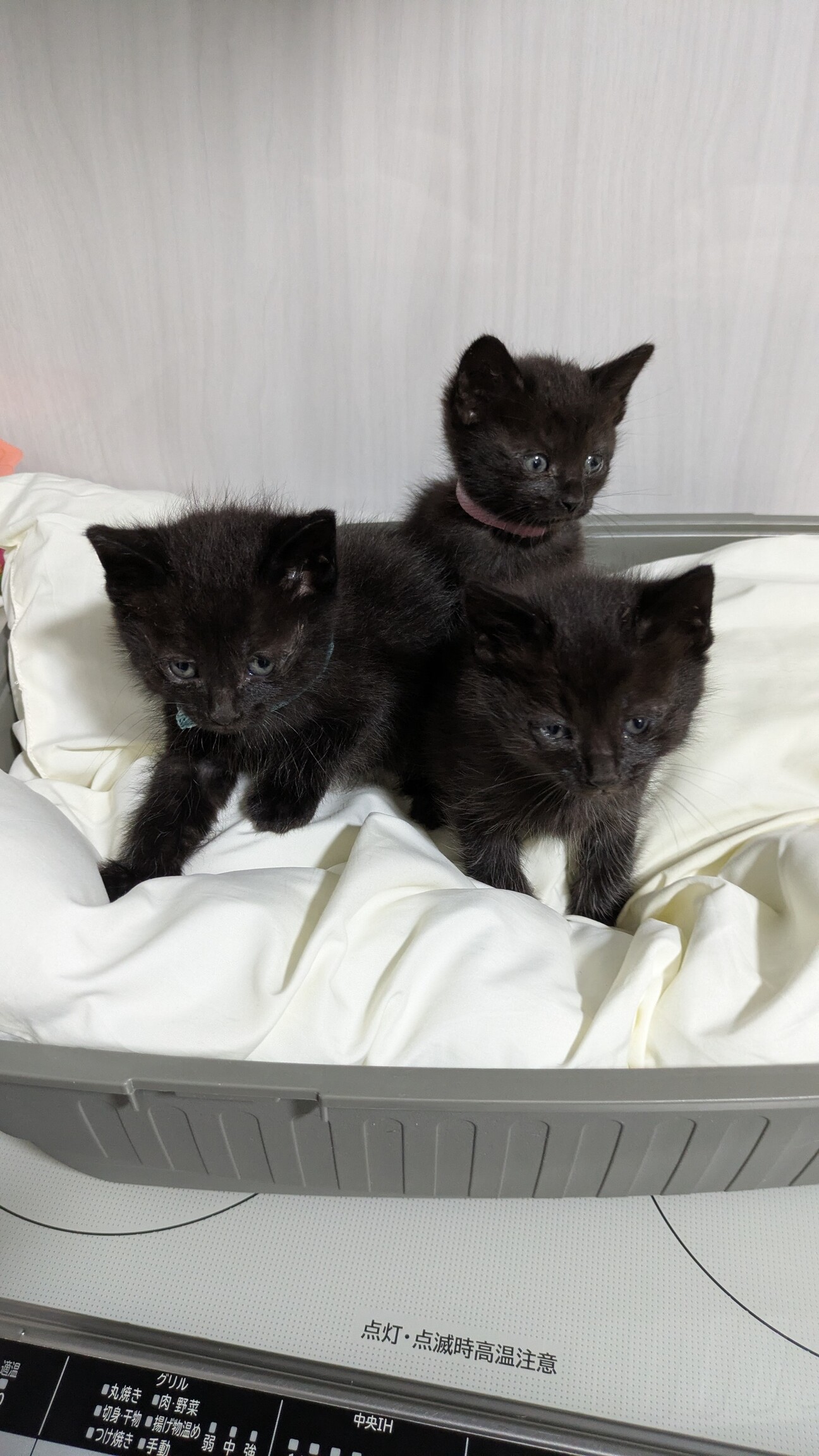 2025年最新】Yahoo!オークション -黒猫 招き猫の中古品・新品