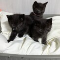 黒猫３兄弟一緒に過ごせる里親さん決まりました