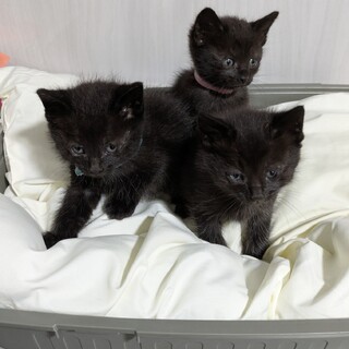 黒猫　3点 240205-050220-b01E.jpg