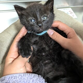 黒猫の男の子１か月程度　里親さん見に来てください