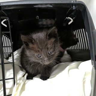 黒猫の元気な女の子　家族にしてください