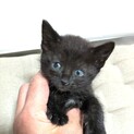 黒猫の女の子２　家族しなってください