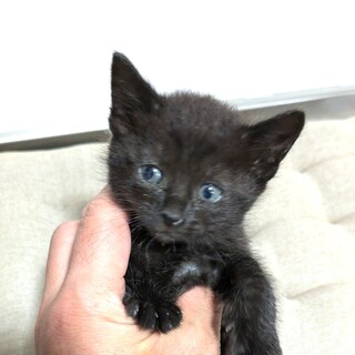 黒猫の女の子２　家族しなってください