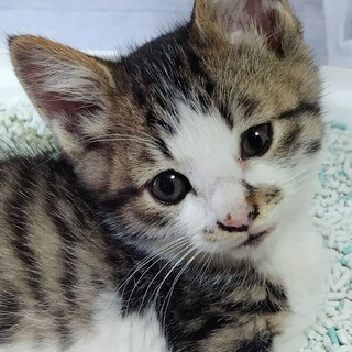 元気いっぱいキジ白の女の子