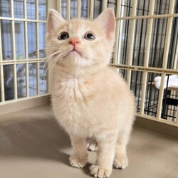 待ちねこ譲渡会　