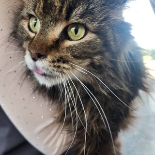 ハグ大好きなメインクーン男子アウー