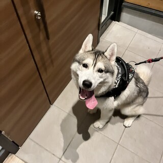 元気満々なハスキーくん！