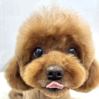 アリエルちゃん（トライアル中）