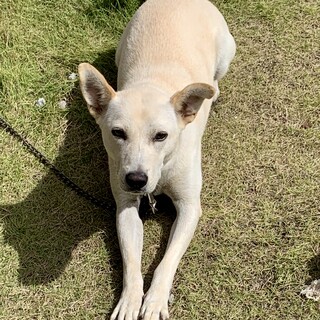 転居のため募集です！雑種６歳女の子