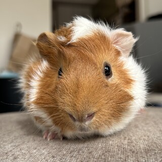 アビシニアンモルモット4匹（1才＆5ヶ月）