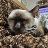 ぎんはく55