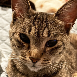 ちいり約１歳♀人慣れ抜群キジトラ