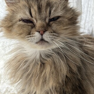 ちよこ約5〜7歳♀ゴールデンのチンチラ