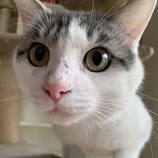 ドライブ約3歳♂人懐っこいキジシロ