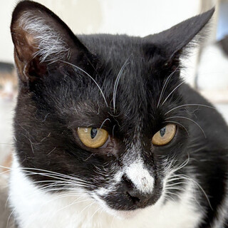 ぶらじ約３歳♂おしゃべり黒白猫
