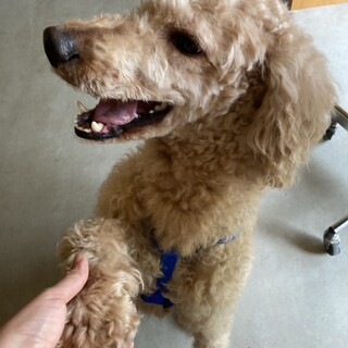 スタンダードプードル　オス　アプリコット　成犬　