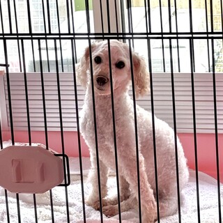 トイプードル　女の子