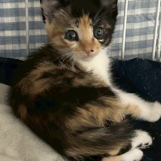 ありがとうございました★可愛い三毛猫フランちゃん
