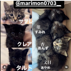 保護ねこ譲渡会in横浜市旭区 サムネイル2