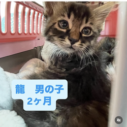 保護ねこ譲渡会in横浜市旭区 サムネイル3