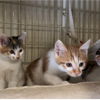 元気いっぱい茶白のカイ君