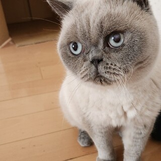 ブルーポイントブルーアイ女の子♪チェルちゃん