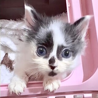 長毛・授乳から育てた甘えん坊テオ君