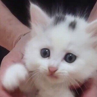 長毛白系グレーの斑点・美しくて甘えっ子リオ姫