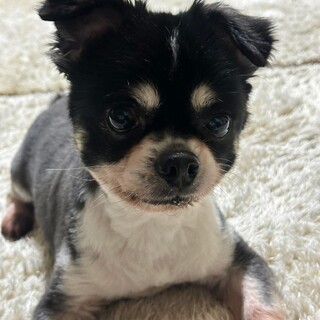 チワワ　カイトくん　里親様募集☆