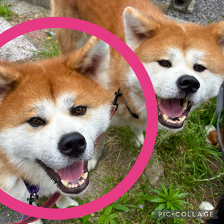 秋田犬オス2歳・ガッコ君