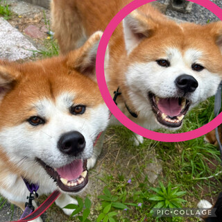 秋田犬オス2歳・イブリ君