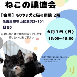 ねこの譲渡会 inもりやま犬と猫の病院