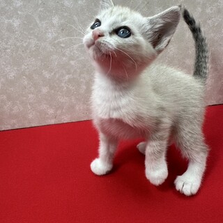 いつでも一緒仲良し姉妹2ヶ月❤️クスクス