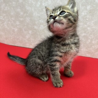 いつでも一緒仲良し姉妹2ヶ月❤モコモコ