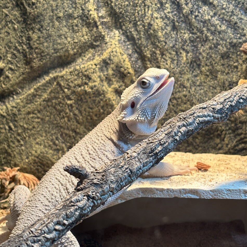 るいのカバー写真